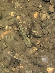 Dicamptodon tenebrosus