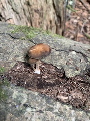 Simocybe