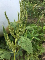 Amaranthus viridis