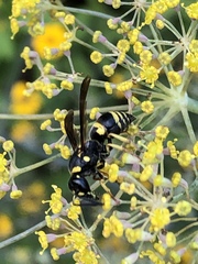 Euodynerus foraminatus