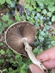 Agaricus sylvicola