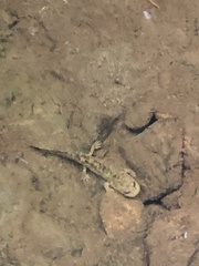 Dicamptodon tenebrosus