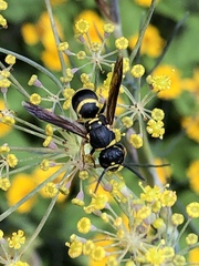 Euodynerus foraminatus