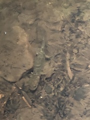 Dicamptodon tenebrosus