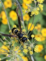 Euodynerus foraminatus