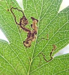 Stigmella hybnerella