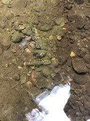 Dicamptodon tenebrosus