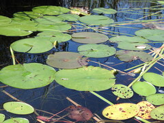 Nymphaea odorata odorata