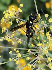 Euodynerus foraminatus