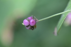 Lantana velutina