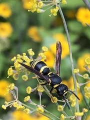 Euodynerus foraminatus