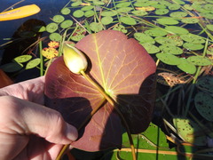 Nymphaea odorata odorata