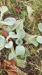 Stachys byzantina