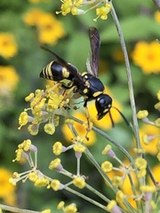 Euodynerus foraminatus