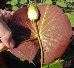Nymphaea odorata odorata