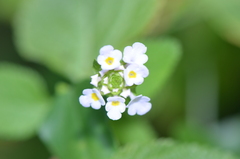 Lantana velutina