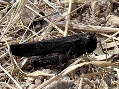 Arphia pseudonietana