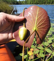 Nymphaea odorata odorata