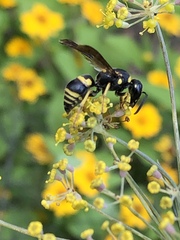 Euodynerus foraminatus