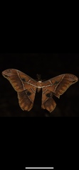 Rothschildia hesperus