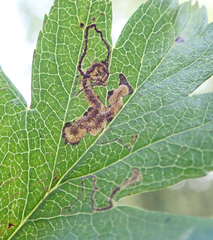 Stigmella hybnerella