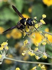 Euodynerus foraminatus