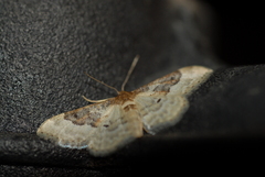 Idaea rusticata