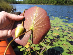 Nymphaea odorata odorata