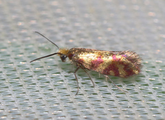 Micropterix tunbergella