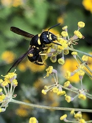 Euodynerus foraminatus