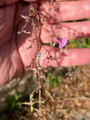 Desmodium glabellum