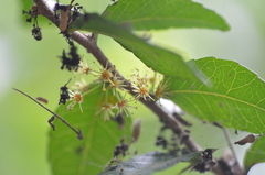 Xylosma flexuosa