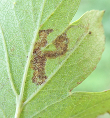 Stigmella hybnerella