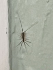 Scutigera coleoptrata