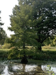 Taxodium
