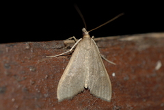 Mecyna asinalis