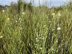 Chloracantha spinosa