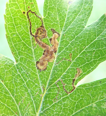 Stigmella hybnerella