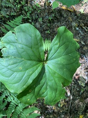 Trillium vaseyi