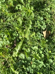 Taraxacum officinale