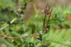Kalmia microphylla