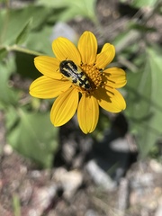 Acmaeodera amplicollis