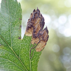Phyllonorycter oxyacanthae