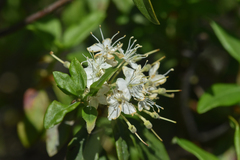 Rhododendron columbianum