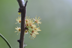 Xylosma flexuosa