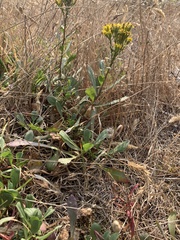 Solidago spathulata