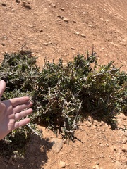 Argania spinosa