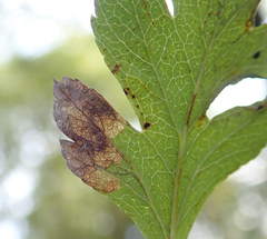 Phyllonorycter oxyacanthae
