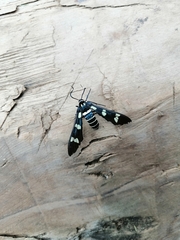 Syntomeida melanthus