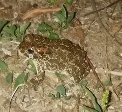 Bufotes viridis balearicus